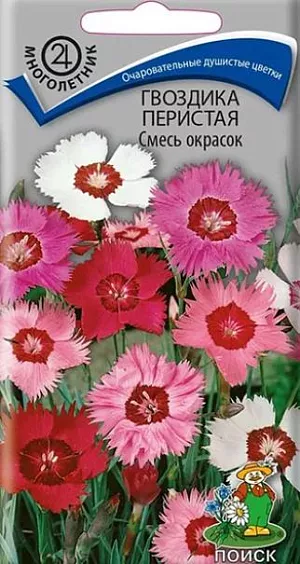 Семена Гвоздика Смесь окрасок перистая. Растение высотой 35 см. Образует плотную подушку из большого количества укореняющихся побегов. Цветки простые, с бахромчатыми, разрезанными по краю лепестками, с приятным ароматом, до 3 см в диаметре. Смесь состоит из белых, светло-розовых, розовых и малиновых оттенков. Цветет в июле-сентябре.<br>
 <br>
 Агротехника. Растение морозоустойчивое. Предпочитает солнечные места, плодородную суглинистую почву. Не переносит переувлажнения. Хорошо реагирует на подкормки минеральными удобрениями. Используют для срезки, бордюров, клумб, на каменистых горках, для озеленения балконов. Размножают посевом семян в феврале в ящики. Семена слегка присыпают землей. Посадочную емкость накрывают стеклом. При температуре +20°C всходы появляются через 7-14 дней. Через 6 недель сеянцы пикируют. Высаживают в открытый грунт в мае. Расстояние между растениями при посадке 25-30 см. 