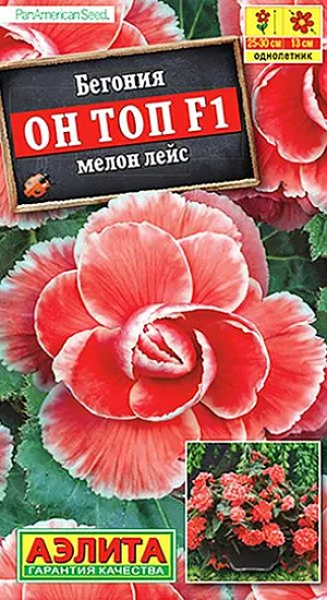 Семена Бегония Он Топ F1 мелон лейс.<br>
 <br>
 Эксклюзивный гибрид американской селекции от компании PanAmerican Seed. Роскошными густомахровыми цветками диаметром до 13 см. в открытом грунте можно любоваться все лето. При выращивании в горшках бегония цветет с апреля по ноябрь. Растение имеет кустовой габитус. Высота и ширина куста 25-30 см. Данная бегония более терпима к жаре и обилию солнечного света, зацветает раньше и цветет дольше по сравнению с другими сортами и гибридами. К концу вегетации формируются клубни диаметром 4-6 см., которые можно сохранить зимой при температуре не выше +10 °С и использовать для посадки в следующем сезоне.<br>
 <br>
  Семена в гранулах! Гранулы располагают на поверхности почвы, не заделывая их, хорошо увлажняют из распылителя. При попадании влаги на гранулу оболочка должна раствориться. Посевы накрывают стеклом для сохранения постоянной влажности до полных всходов. Всходам требуется подсветка, но не более 10 часов в сутки.<br>