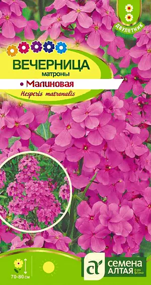 <div>
 Семена Вечерница Матроны малиновая.
</div>
Неприхотливый декоративный двулетник, известный также под названием «ночная фиалка» за особое благоухание в вечернее и ночное время. Кусты прямостоячие, ветвистые, высотой 70-80 см, украшены многочисленными кистями из небольших розово - малиновых цветков. Цветение с мая по июль на второй год после посадки. Хорошее фоновое растение, душистое, больше подходит для садов в пейзажном стиле. Растение светолюбивое, морозостойкое, предпочитает плодородные, дренированные почвы. Семена высеивают в грунт в конце июня, сеянцы прореживают на расстоянии 30-40 см. К зиме растение формирует хорошо развитую розетку листьев. Может размножаться самосевом.
