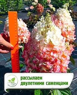 Гортензия метельчатая Кендллайт