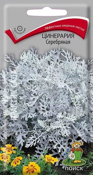 Семена Цинерария Серебряная.
Эффектно обрамляет клумбы, серебро листьев красиво оттеняет растения с красными, розовыми или пурпурными цветами. Растение высотой 15-25 см с глубоко рассеченными серебристо-белыми листьями. Мелкие желтые соцветия малодекоративны и удаляются по мере появления. Великолепно выглядит рядом с шалфеем, бегониями, пеларгониями. 
Агротехника. Растение предпочитает хорошо дренированные почвы и солнечное место. Размножают посевом семян в феврале - марте в рассадные ящики. Семена слегка присыпают мелкозернистым песком. Посадочную емкость накрывают стеклом и ставят в освещенное место. При температуре почвы +18 °C всходы появляются на 7-14 день. Сеянцы пикируют в фазе 2-х настоящих листьев. Рассаду высаживают в середине мая, выдерживая расстояние между растениями 25-30 см.
Семена соответствуют требованиям международных стандартов и ГОСТу РФ 12260-81.