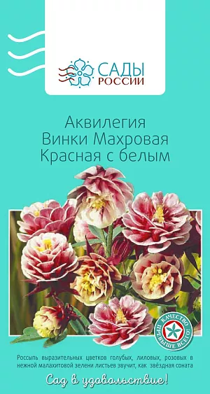 Аквилегия Винки махровая Красная с белым 5шт из каталога Аквилегия Аквилегия Винки махровая Красная с белым
Серия «Винки» предназначена не только для посадок в открытом грунте, но и для выращивания в качестве комнатной культуры. Цветки непоникающие, открытые, 4–5 см в диаметре со шпорцем. Собраны в пышный букет, возвышающийся на прочных цветоносах над объемной листвой. Куст компактный, неразваливающийся. Весной, когда на всходах будет по 3–4 листика, их необходимо пересадить на постоянное место. Чтобы растения лучше цвели, в начале июня их подкармливают раствором мочевины и нитрофоски. Зимует под снежным покровом без укрытия.