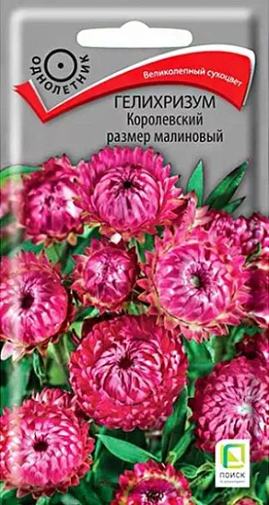Гелихризум Королевский размер малиновый из каталога Гелихризум Семена Гелихризум Королевский размер малиновый. Блестящие крупные цветы. Слегка раскидистый куст, достигает высоты 100 см. На каждом растении около 25 малиновых соцветий диаметром 5-6 см. По краю соцветия располагаются суховатые прицветники, создающие впечатление «махровости». Цветет с августа по сентябрь.<br>
<br>
Агротехника. Растение предпочитает открытые солнечные места и легкие питательные почвы. Используют для клумб, рабаток. Великолепный сухоцвет, незаменим для зимних букетов. Размножают посевом семян в конце марта – начале апреле. Глубина заделки семян 0,5-1 см. При температуре почвы +18°C всходы появляются через 10-15 дней. Сеянцы содержат при умеренной температуре. Высаживают в открытый грунт в конце мая - начале июня (когда минует угроза поздневесенних заморозков). Расстояние при посадке 25-30 см. <br>
<br>