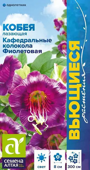 Кобея Кафедральные колокола фиолетовая из каталога Кобея Семена Кобея Кафедральные колокола фиолетовая<br>
<br>
Необычный вьющийся однолетник. Образует многочисленные побеги до 3 м длиной. Цветки колокольчиковидные, фиолетовые, крупные, 6-8 см в диаметре. Цветение продолжительное, с июля до заморозков. Используется для вертикального озеленения веранд, террас, беседок, пергол, декорирования стен и изгородей, также применяется для озеленения балконов и лоджий. Растение свето- и теплолюбивое. На плодородных почвах растет быстро. Хорошо реагирует на подкормки и полив. Выращивается через рассаду, посев проводят в рассадные ящики в конце февраля – начале марта. <br>