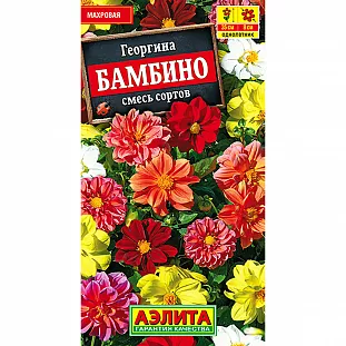 Георгина Бамбино смесь окрасок