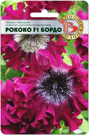 <blockquote>
</blockquote>
 Семена Петуния Рококо F1 Бордо гибридная гиганско-цветковая (полумахровая).
<div>
 Уникальная серия тетраплоидных гибридов петунии с очень необычными, гигантскими цветками, достигающими в диаметре 16 см. <br>
 Прекрасно подходят для вазонов, кашпо, балконных ящиков и клумб.<br>
 Цветки воронковидной формы с сильно волнистым краем, собранным в жабо.<br>
 Сердцевина сильно темнее краев цветка с сеткой прожилок. <br>
 Растения обладают мощным ростом и сильно укороченными междоузлиями. <br>
 Высота растения 30-35 см. <br>
 Высадка: посев на рассаду производится с февраля по март. Драже высеваются в рассадные ящики на поверхность подготовленного стерильного грунта. Драже грунтом не присыпаются. Очень важно следить, чтобы высеянные драже были постоянно увлажнены и не пересыхали. <br>
 Прорастание: всходы появляются на 14-20день, при температуре проращивания 18-20°С. <br>
 Пикировка: с марта по апрель проводят пикировку сеянцев в кассеты 3x3 см. Температура выращивания 15-17°С. С апреля по май производится пересадка в горшки диаметром 9 см. В горшках доращивание производится при температуре 12-16°С. Такая температура, позволяет получить хорошо развитую коренастую рассаду. Возраст рассады перед высадкой на постоянное место должен составлять три месяца. <br>
 Грунт: должен быть легкий, с высоким содержанием питательных веществ и иметь значение pH 5,5-6. <br>
 Высадка в грунт: производят, когда полностью минует угроза заморозков. <br>
 Удобрение: петуния требовательна к содержанию питательных веществ. Подкормки проводятся комплексным минеральным удобрением, содержащим микроэлементы.
</div>
<p>
</p>
 <br>