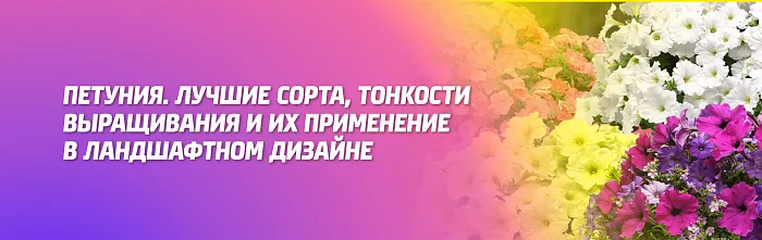 Петуния: лучшие сорта и тонкости выращивания Петуния: лучшие сорта и тонкости выращивания
