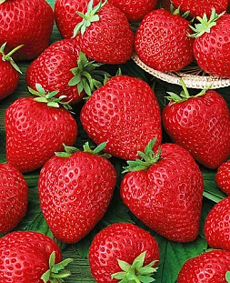 Саженцы Клубники (Земляники) садовой Корона