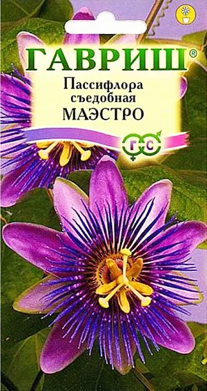 Семена Пассифлора Маэстро съедобная.
Высокодекоративная, быстрорастущая лиана длиной до 4,5 м. Цветки лилово-белые, 8-12 см в диаметре. Плоды красно-коричневые, очень вкусные. Растение очень светолюбивое. Нуждается в регулярных опрыскиваниях и проветриваниях. Пассифлоры — идеальные растения для вертикального озеленения. Они быстро растут, отличаются жизнестойкостью, волшебным ароматом, обильно и продолжительно цветут. Кроме того, это превосходные вьющиеся растения для дома или зимнего сада. Они легки в выращивании и неплохо себя чувствуют даже в небольших горшках.