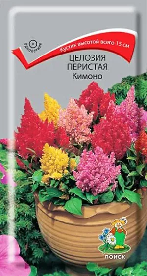 Семена Целозия Кимоно перистая.<br>
 <br>
 Коренастые целозии с плотными разноцветными соцветиями! Растения, хорошо разветвленные, высотой всего около 15 см. Соцветия метельчатые, густомахровые красные, бордовые, оранжевые, желтые, кремовые. Цветет с июня и до заморозков. Используют для ковровых цветников, балконных ящиков, контейнерной посадки. <br>
 <br>
Агротехника. Теплолюбивое и светолюбивое растение, достаточно засухоустойчивое. Хорошо растет на рыхлых плодородных почвах. Семена высевают в марте в рассадные ящики. Глубина заделки семян 0,3 см. При температуре почвы +18-25°С всходы появляются через 14-20 дней. После появления первой пары настоящих листьев сеянцы пикируют по одному. В грунт рассаду высаживают, когда минует угроза весенних заморозков. Расстояние между растениями 15-20 см.
Семена соответствуют требованиям международных стандартов и ГОСТу РФ 12260-81