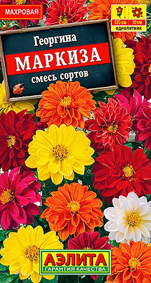 Семена Георгина Маркиза смесь окрасок.
Величественная георгина вновь диктует моду на цветы! Удивительно крупные и элегантные махровые соцветия на длинных прочных цветоносах (до 120 см) не оставят равнодушным даже самого взыскательного садовода. Что же касается продолжительности и пышности цветения, то георгине нет равных. Пламенная игра красок продлится с июля до заморозков. Рекомендуется для групповой посадки и срезки. 
Агротехника. Выращивают рассадным способом с пикировкой сеянцев в фазе двух настоящих листьев. Рассаду высаживают в открытый грунт, когда минует угроза заморозков. Георгина хорошо развивается на солнечных участках с плодородными почвами. Растениям необходимы регулярные поливы, прополки, рыхления и подкормки.