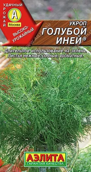 Укроп Голубой иней