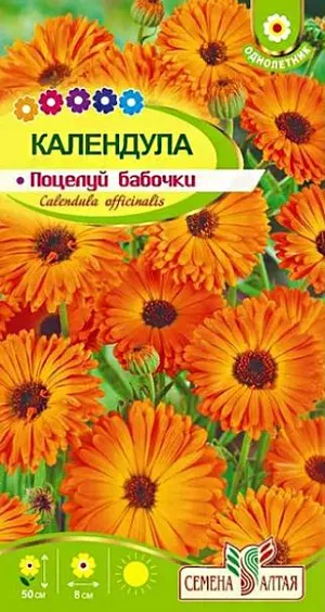 Календула махровая Поцелуй бабочки из каталога Календула Семена Календула махровая "Поцелуй бабочки".<br>
Яркий однолетник с замечательным сочетанием ценных характеристик: высокие декоративные качества, целебные свойства, продолжительный период цветения. Неприхотливость и холодостойкость позволяют выращивать календулу повсеместно. Кустики сильноветвистые высотой до 50 см с прямостоячими побегами. Соцветия крупные густомахровые яркие, диаметром до 8 см, желто-оранжевой окраски с небольшим темным диском в центре. Обладают специфическим приятным ароматом. Великолепно смотрится в одиночных и групповых посадках на газонах, клумбах, в бордюрах, лекарственных садиках. Долго сохраняет свежесть и декоративность в срезке. Светолюбивое, холодостойкое и довольно неприхотливое растение. Выносит заморозки до -5ºС. Наибольшей декоративности достигает на открытых солнечных участках с легкими плодородными дренированными почвами при достаточном увлажнении. Выращивают посевом семян в открытый грунт в конце апреля или под зиму. Глубина заделки семян 2-3 см. При температуре почвы +18°С всходы появляются через 10-14 дней, их прореживают с интервалом 20-30 см. Цветение начинается через 8-10 недель от всходов, с июля по сентябрь. Удаление увядших соцветий продляет сроки цветения.