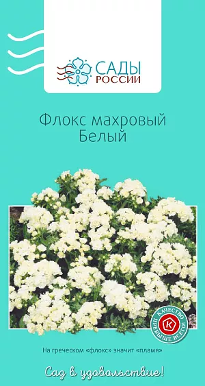 Флокс друммонда махровый белый

Единственный однолетник из многочисленных видов рода Phlox, не уступает своим многолетним родственникам ни по яркости окраски, ни по продолжительности цветения. Растения низкие, компактные, высотой 15-20 см, с изумительно красивыми, яркими и нарядными, как самоцветы, махровыми цветками. Цветет до снега. При посеве семена не заглублять. Появившимся росткам нужны свет, полив и умеренная температура. Через две-три недели всходы пикируют. Для достижения пышности куста всходы в фазе 4–5 листиков прищипывают. Самые красивые флоксы вырастают в полутени. Полив регулярный, но умеренный, утром или вечером. Холодостойкий. Рассаду высаживают в грунт, когда минует угроза заморозков.

