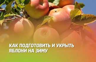 КАК ПОДГОТОВИТЬ И УКРЫТЬ ЯБЛОНИ НА ЗИМУ