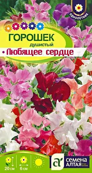 Семена Душистый горошек "Любящее сердце".<br>
Очень яркий и привлекательный однолетник! Специальная суперкарликовая быстрорастущая смесь высотой до 20 см. Цветки ярких окрасок изысканной формы махровые, диаметром 3-6 см, собраны в кисти по 3-6 шт. и обладают приятным насыщенным ароматом. Смесь предназначена для выращивания в горшках, украшения террас, веранд и балконов, применяется в качестве бордюрного растения, украсит любой цветник или сад. Также используется для срезки. Свето- и влаголюбивое растение. Предпочитает солнечные, хорошо прогреваемые участки с хорошо дренированными плодородными нейтральными или слабощелочными почвами. Посев производят в мае в открытый грунт или выращивают через рассаду в марте. Перед посевом семена рекомендуется скарифицировать – нарушить целостность оболочки; а также замочить в теплой воде (+50°С) на 10-12 ч., в воду можно добавить биостимуляторы. Далее семена проращивают во влажной ткани или увлажненном песке 2-4 дня при температуре +20-24°С до появления проростков. Для посева на рассаду рекомендуется использовать готовый грунт для цветов, перед посевом его нужно увлажнить. Пророщенные семена высевают в рассадные ящики или отдельные горшочки по 2-3 шт. в лунку на глубину 2-3 см, тару накрывают пленкой и убирают в теплое (+18-20°С) место до появления всходов, периодически проветривая. Через 7-15 дней, после появления всходов, укрытие снимают и переносят рассаду в хорошо освещенное место с температурой +15-18°С. После появления 3 пары настоящих листьев макушку прищипывают для стимуляции роста боковых побегов. В грунт высаживают в мае, когда минует угроза возвратных заморозков, по 2-3 растения в лунку, оставляя расстояние между растениями 25 см. Уход заключается в регулярном поливе, прополке и рыхлении. Цветение с июля до заморозков.
