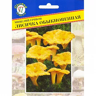 Мицелий грибов Лисичка обыкновенная Мицелий грибов Лисичка обыкновенная