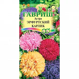 Семена Астра Эрфуртский Карлик