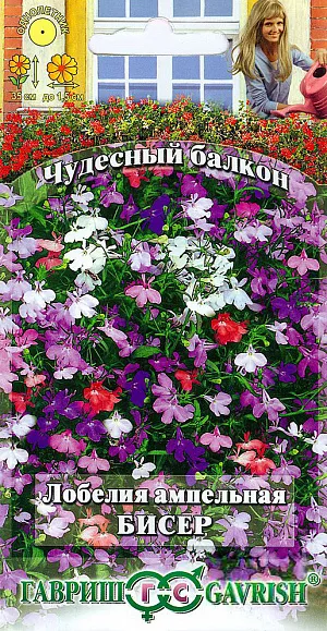 Семена Лобелия Бисер ампельная.
Лобелия - солнцелюбивое растение, но она прекрасно растет в полутенистых местах на балконах, которые выходят на северо-восток и северо-запад.
Ее ниспадающие изящные побеги длиной до 35 см, усыпаны небольшими, до 1,5 см, двугубыми цветками, расположенными на коротких цветоножках в пазухах листьев. Цветет с июня по сентябрь. 
Окраска цветков разнообразная. Размножают семенами, посев которых производят в феврале - апреле. 
Семена у лобелии мелкие, для равномерности посевов их смешивают с сухим песком в соотношении 1:50 и не заделывают в почву. 
Сверху посевы укрывают пленкой или стеклом. В мае растение рассаживают в вазы, кашпо, балконные ящики.
Для длительного и обильного цветения необходимо своевременно обрезать отцветшие побеги.