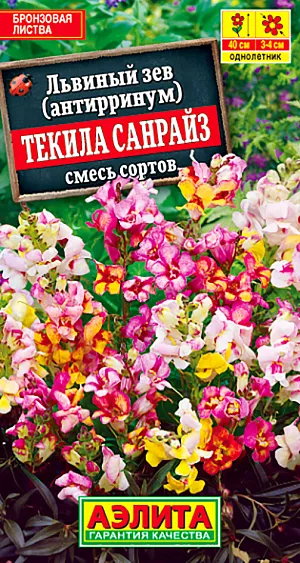 Семена Львиный зев Текила санрайз, смесь из каталога Львиный зев Семена Львиный зев Текила санрайз, смесь. <b>Специальная смесь для любителей необычного. </b>Ароматный цветок удивляет широко открытым зевом, а всё растение – темной бронзовой листвой. Листья служат отличным фоном для плотных соцветий ярких солнечных оттенков. Растения среднерослые, хорошо кустящиеся, высотой около 60 см. Пышные кусты прекрасно смотрятся в садовых цветниках, пригодны для контейнерной культуры и на срезку в букеты. В вазе кисть стоит две недели и распускается до последнего бутона. Понравившееся растение можно сохранить зимой в непромерзающем помещении и зачеренковать весной.<br>
В смесь входят окраски: белая, красная, желтая, оранжевая и розовая – по 20%.<br>
<br>
Семена высевают поверхностно, без заделки, увлажняют из распылителя и накрывают стеклом для поддержания постоянной влажности до всходов. В фазе одной пары настоящих листьев сеянцы пикируют. В фазе четырех-пяти пар листьев проводят формирующую прищипку.