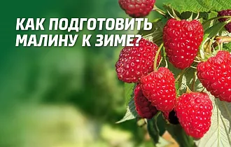 Как обрезать малину к зиме Как обрезать малину к зиме