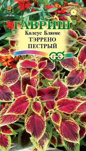 Семена Колеус Тэррено пестрый.<br>
 <br>
 Колеусы «Тэррено» это компактные хорошо облиственные растения высотой 30-35 см. с небольшими бархатистыми листьями ярких контрастных оттенков. Серия подходит для профессионального и любительского озеленения, рекомендуется для оформления бордюров, посадки массивами в группе с другими низкорослыми однолетниками. Культура предпочитает солнечные или слегка притененные места с богатой, легкой, кисловатой почвой. В феврале семена высевают на рассаду в смесь из листовой, торфяной, дерновой земли и песка (1:1:1:1) и слегка присыпают песком. При температуре 20-22°С и постоянном увлажнении всходы появляются через 14-18 дней. Подросшие растения пикируют и прищипывают (высота сеянцев не менее 10 см.) для лучшего ветвления. На постоянное место высаживают в июне. В открытом грунте колеус выращивают как однолетнее растение. Осенью кусты можно пересадить в горшочки и перенести в комнату. <br>