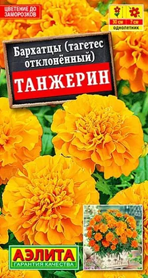 Семена Бархатцы Танжерин обильноцветущие. Обильноцветущие, крупноцветковые, компактные бархатцы. Образуют аккуратные, выравненные по форме и размеру, сильноветвистые кустики высотой 25-30 см. и шириной 15-20 см. Соцветия  диаметром 5-7 см, яркие, пышные, располагаются выше листвы. Растения неприхотливые, развиваются быстро, зацветают рано. Цветение сохраняется весь сезон, до первых заморозков. Вредителями и болезнями не повреждаются, легко переносят дождливую и ветреную погоду. Идеальны для бордюрных посадок, украшения клумб. Прекрасно подходят для выращивания в горшках и балконных ящиках.<br>
 <br>
 Бархатцы предпочитают солнечные участки с дренированными, плодородными почвами нейтральной кислотности. Растения теплолюбивые, быстрорастущие, взрослые – достаточно засухоустойчивые.<br>