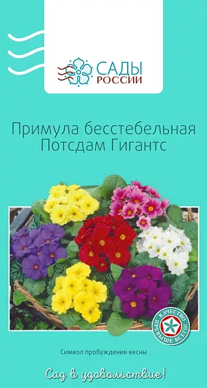 Примула бесстебельная Потсдам гигантс 0,05гр из каталога Примула Примула бесстебельная Потсдам гигантс
Цветки одиночные крупные, до 3–4 см в диаметре, белого, желтого, сине-лиловатого, красно-бордового цвета. Рекомендуем убрать контейнер с семенами в холодильник на несколько дней, а затем поставить его в теплое место, избегая прямых солнечных лучей. Поливать аккуратно при помощи шприца с иглой. Зимует с укрытием.