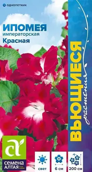 Ипомея Императорская красная

Одно из самых популярных садовых растений, используемых для вертикального озеленения. Однолетняя травянистая лиана с нарядной зеленью сердцевидных листьев и массой воронковидных красных цветков с белым центром, диаметром 5-6 см. В длину растение достигает 2 м. Перед посевом семена замачивают на 2-3 часа в горячей воде (до +50ºС) для набухания. В открытый грунт на постоянное место рассаду высаживают в конце мая - начале июня. Посевы в открытый грунт проводят во второй половине мая по 2-3 семечка в лунку, глубина заделки семян 0,5-1 см. Посадочный интервал – 25-30 см. При температуре воздуха +18-20°С всходы появляются через 14-18 дней. Цветение с июля до заморозков. 