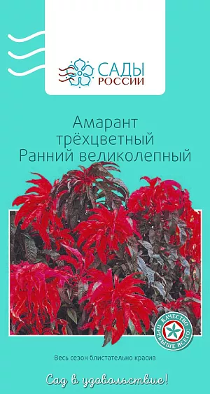 Амарант трёхцветный Ранний великолепный

Нарядный уроженец тропиков прекрасно чувствует себя в наших российских садах. В юном возрасте растения, как красны молодцы, с блестящими кораллово-розовыми листьями, по мере «взросления» приобретают шикарный густой шоколадно-кофейный колорит. Теплолюбив. Рассаду высаживают в грунт, когда минует угроза возвратных заморозков.