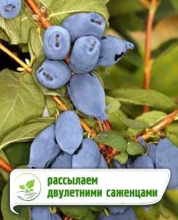 Жимолость Бореал бист