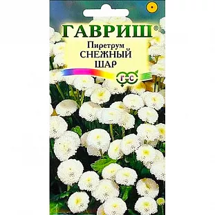 Пиретрум Снежный шар Пиретрум Снежный шар