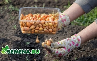 Сажаем осенью для весеннего урожая! Озимые лук, чеснок, зелень и не только Сажаем осенью для весеннего урожая! Озимые лук, чеснок, зелень и не только