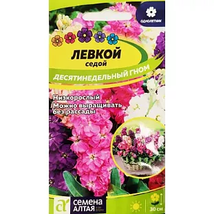 Левкой Гном седой десятинедельный