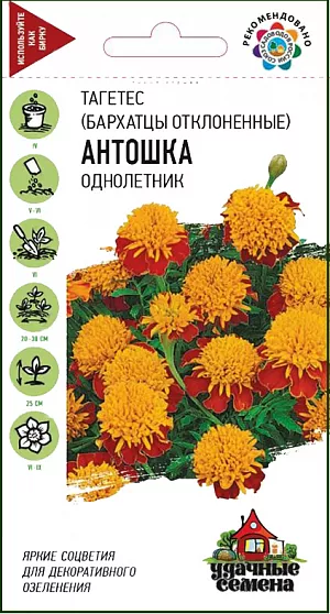 Семена Бархатцы Антошка отклоненные.
Бархатцы широко распространены в декоративном озеленении. Растение прямостоячее, сильноветвистое от основания, формирует цветущий куст высотой 25 см. 
Листья «ажурные», перисторассеченные. Соцветия до 6 см в диаметре. Цветение продолжительное в течение всего лета. 
Бархатцы светолюбивы и теплолюбивы, засухоусточивы. К почвам нетребовательны, но предпочитают плодородные легкие почвы.
Выращивают, как правило, рассадным способом. 
Используют для посадки на клумбах, рабатках, бордюрах, в балконные ящики, можно использовать как горшечную культуру.