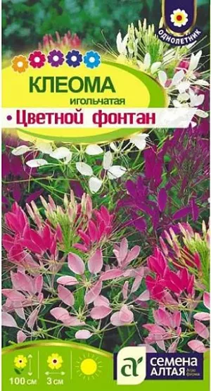 Клеома Цветной фонтан из каталога Разные Семена Клеома "Цветной фонтан".<br>
Однолетнее травянистое растение с прямостоячими стеблями, до 1 м высотой. Невозможно не восхититься оригинальными вишневыми четырехлепестными цветами-паучками, 2-3 см в диаметре. Используют в миксбордерах, групповых и одиночных посадках, для составления оригинальных цветочных композиций. Цветет обильно с июня по сентябрь. Растение свето- и теплолюбивое, засухоустойчивое. Предпочитает нейтральные почвы.<br>
<br>
Размножают посевом семян в марте в теплице или под зиму. Глубина посадки семян 1–1,5 см. При температуре +15 °C всходы появляются на 9–10 день. Сеянцы пикируют в торфоперегнойные горшочки, на постоянное место высаживают в конце мая.
