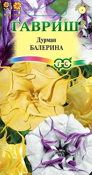 Семена Дурман Балерина.
Раннецветущий компактный сорт (высота куста до 50 см) Цветки трубчатой формы, крупные, махровые, диаметром до 10 см, длиной до 20 см, бело-кремовой, золотисто-жёлтой, сиренево-пурпурной окраски. Ежедневно на каждом кусте распускается до 12 огромных, ароматных цветков. Листья черешковые, крупные, со слегка волнистым краем. Плоды – колючие коробочки с большим количеством крупных семян. Листья, стебли, цветки и корни дурмана ядовиты. Растение тепло- и светолюбивое. Семена высевают в марте-апреле на рассаду или прямо в открытый грунт в мае на глубину не более 0,5 см. Семена довольно медленно всходят (при температуре +20…+22 градуса они прорастают 2 недели). При пересадке датуры в грунт нельзя заглублять корневую шейку. Уход заключается в обильных поливах и подкормках