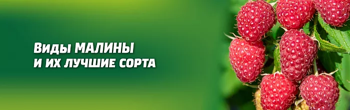 МАЛИНА САДОВАЯ, РЕМОНТАНТНАЯ И МАЛИНОВЫЕ ДЕРЕВЬЯ. МАЛИНА САДОВАЯ, РЕМОНТАНТНАЯ И МАЛИНОВЫЕ ДЕРЕВЬЯ.