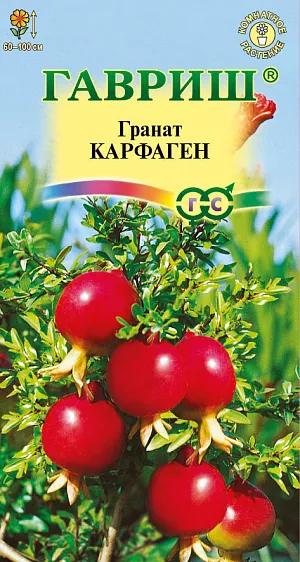Семена Гранат карликовый Карфаген.
Гранат — листопадный субтропический кустарник.
Растение неприхотливое, высотой до 60-100 см., с небольшими изумрудными эллиптическими листьями. 
Цветет с мая по август красными цветками до 2,5-4 см. в диаметре. 
Плоды диаметром до 5-7 см. имеют многочисленные семена, окруженные сочной оболочкой. Сок приятный, кисло-сладкий. 
По окончании весенних заморозков растение можно вынести в сад в полутень до осени. Зимой гранат сбрасывает листья. 
В этом состоянии его поливают очень редко и содержат при температуре 5-10 °C. 
Весной с начала роста побегов и до июля растение подкармливают еженедельно цветочным удобрением. 
В конце периода покоя гранат каждые 2 года пересаживают в более крупный сосуд. 
Гранат обладает лекарственными свойствами: общеукрепляющим, жаропонижающим и др.