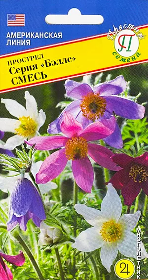 Семена Прострел Бэллс смесь.
Многолетник. Очаровательное растение, со слегка опушенными стебельками, цветет крупными, направленными вверх колокольчатыми цветками. Семена требуют стратификации, При посеве в марте-апреле, зацветает на следующий год. Кустики компактные, 20-25 см в высоту, образуют несколько цветоносов. С самой ранней весны, когда только появляются опушенные бутоны, и все время цветения Прострел будет радовать глаз яркими красками цветков. И даже после цветения листва остается декоративной. Посев проводят в марте - апреле либо в августе - октябре. Семена аккуратно распределяют на поверхности субстрата (желательно удалить "хвостики"), присыпать очень тонким слоем земли или вермикулита. Оставить прорастать в светлом месте. Температуру поддерживать 15-20 градусов. Поверхность субстрата должна быть увлажненной, но не влажной! Прорастание занимает от 30 до 180 дней. Когда сеянцы окрепнут и достигнут достаточного размера, их следует пересадить, в горшочки. Перед высадкой на постоянное место, дайте растениям немного "закалиться". Лучшее место для Прострела - солнечное место с плодородной почвой.