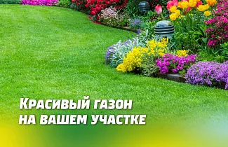 Хотите красивый газон на своём участке? Расскажем что знаем о газонах.