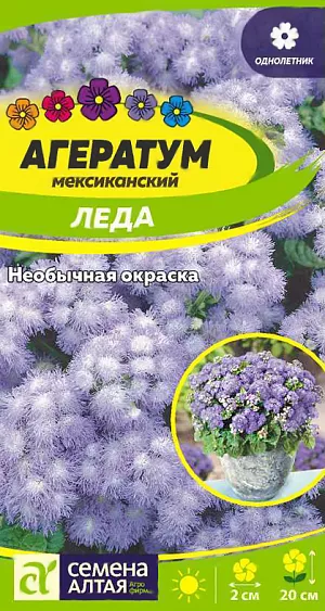 <div>
 Семена Агератум Леда.
</div>
Декоративное растение, выращиваемое как однолетник. Формирует небольшой разветвленный кустик высотой около 20 см с крепкими побегами. Особую декоративность агератуму придают душистые бело-голубые цветки-корзинки диаметром около 2 см. Они собраны в верхушечные плотные соцветия, которые расположены буквально по всему кустику. Цветение начинается в начале июня и длится до самых заморозков. Является непременным компонентом парадных клумб, бордюров и ковровых цветников. Неприхотливое, устойчивое к жаре и засухе растение, но любит обильный полив. Хорошо растет на легких плодородных почвах при хорошем освещении. Даже при небольшом затенении вытягивается, недружно зацветает и не достигает полноценной декоративности. Легко переносит стрижку, что делает кусты более декоративными. Выращивают посевом семян в конце марта – начале апреля в рассадные ящики. 