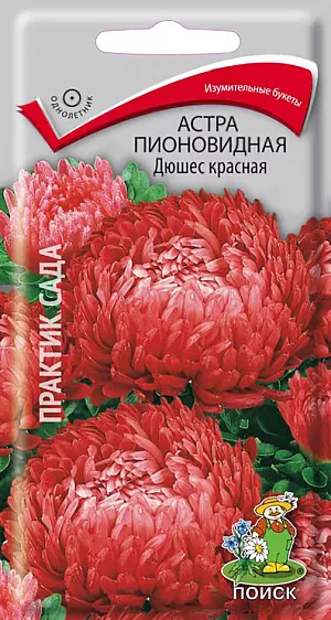 Семена Астра (однолетняя) пионовидная Дюшес красная из каталога Астра Семена Астра Дюшес красная Пионовидная.
Изумительные букеты для срезки. Куст колонновидной формы, ветвистый, высотой 70 см.
Цветоносы прочные, густооблиственные.
Соцветия ярко-красные, полусферические, густомахровые, непоникающие, 8-10 см в диаметре.
Язычковые цветки широкие, приподняты вверх, закрывают трубчатые цветки. Цветет август-сентябрь.
Используют для посадки в сборные цветники группами, на рабатки – рядами и для срезки.
Растение предпочитает открытое солнечное место, но выносит и полутень.
Лучше растёт на лёгких, плодородных почвах. Не переносит внесения органических удобрений в год посадки.
Семена высевают с середины февраля по апрель. Глубина заделки семян 0,5 см.
При температуре почвы +20 °C всходы появляются на 7-14 день.
Через 3-4 недели посевы пикируют и выращивают при температуре 12-15 °C.
В грунт рассаду высаживают во второй половине мая, выдерживая расстояние между растениями 30-35 см.