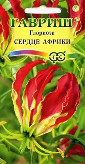Глориоза великолепная Сердце Африки из каталога Разные Семена Глориоза великолепная Сердце Африки.<br>
<br>
Многолетняя экзотическая цветущая лиана из семейства Лилиейные. В комнатных условиях вырастает до 1,4 м. и более. Нежные, изящные стебли нуждаются в опоре. Листья очередные, продолговато-ланцетовидные, оканчиваются неразветвленным нитевидным усиком. Эффектные крупные цветки распускаются в середине лета. Лепестки с волнистыми краями, у основания околоцветника окрашены в зеленый тон постепенно переходящий в желтый, оранжевый и ярко-алый. <br>
<br>
Глориоза теплолюбивое растение, предпочитает солнечные места с притенением в полуденные часы. В период интенсивного роста ее обильно поливают и опрыскивают листья. После цветения полив постепенно уменьшают, а когда листья засыхают — прекращают полностью. Клубень хранят в горшке при температуре 10-12°C. Весной пересаживают. Размножают клубнями и семенами. Семена высевают в феврале в плошки с почвенным субстратом из листовой земли и торфа. Накрывают стеклом (проветривают раз в день) и поддерживают температуру около 22 -24°C. Цветение наступает через 2-3 года.<br>