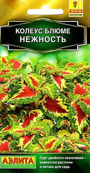 <div>
 <b>Колеус "Блюме Нежность"<br>
 </b><br>
 Высота растения 30-35 см.<br>
 <b><br>
 </b>
</div>
 Популярное декоративнолиственное растение, которое с равным успехом используется как комнатное и как садовый летник. Выращивать его из семян – большое удовольствие, он отлично удается даже у новичков цветоводства. Невероятно яркие, «попугайные» расцветки, бархатная фактура и разнообразная форма листьев воспринимаются с неизменным восхищением. Листья не выгорают на солнце, их насыщенный цвет сохраняется на протяжении всего сезона. Быстрорастущая «крапивка» хорошо смотрится в контейнерных композициях с другими летниками, в группах, на клумбах, в бордюрах, массивами на рабатках. Для максимальной декоративности колеусу необходим яркий свет, защита от ветров, легкая питательная почва. Чтобы растение не тратило сил на цветение, удаляйте цветочные стрелки сразу после их появления.<br>
 <br>
Посев семян на рассаду в марте. Сеют поверхностно, без заделки, под стекло. Всходы появляются через 10-12 дней. С появлением рисунка на листьях сеянцы пикируют в отдельные горшки.