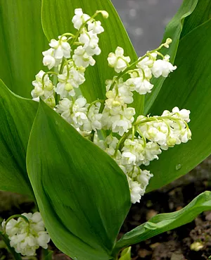 Ландыш Пролификанс