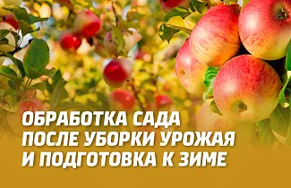 ОБРАБОТКА САДА ПОСЛЕ УБОРКИ УРОЖАЯ И ПОДГОТОВКА К ЗИМЕ