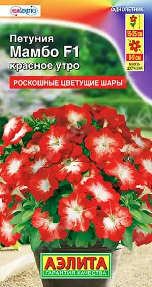 Семена Петуния Мамбо красное утро F1. <br>
 Высота взрослых растений от 15 см. (в горшках) до 25 см (о/г). Применять регуляторы роста не нужно. Компактные кусты цветут удивительно крупными для карликов цветками диаметром 8-9 см. и выглядят роскошными цветущими шарами. Декоративность серии не страдает и в ненастную погоду. Кустики стабильно сохраняют привлекательный вид, не вытягиваются. Серия пригодна для воплощения любых дизайнерских проектов при оформлении цветников открытого грунта, балконов, патио, уличных контейнеров.<br>
 <br>
 Семена в гранулах! Гранулы располагают на поверхности почвы, не заделывая их, хорошо увлажняют из распылителя. При попадании влаги на гранулу оболочка должна раствориться. Посевы накрывают стеклом для сохранения постоянной влажности до полных всходов. Февральским посевам требуется дополнительная подсветка.<br>