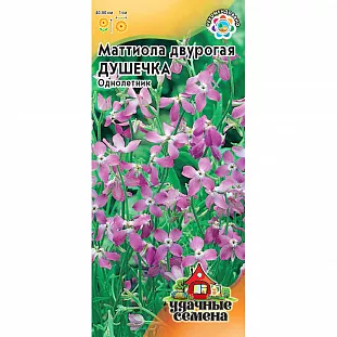 Маттиола двурогая Душечка Маттиола двурогая Душечка
