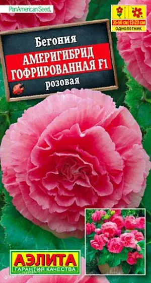 Семена Бегония Америгибрид гофрированная F1 розовая.<br>
 <br>
 Феноменально крупный цветок! При хорошем уходе достигает 23 см. в диаметре! Шедевр селекции. Выведена в американской фирме PanAmerican, которая уже в пятом поколении специализируется на клубневых бегониях. Таким потенциалом крупноцветковости не может похвастаться ни одна из известных серий. Растение имеет кустовой габитус. Высота куста 35-50 см., ширина – 25-30 см. Роскошными густомахровыми цветками в открытом грунте можно любоваться все лето. При выращивании в горшках бегония цветет с апреля по ноябрь. К концу вегетации формируются клубни диаметром 4-6 см., которые можно сохранить зимой при температуре не выше +10 °С и использовать для посадки в следующем сезоне.<br>
 <br>
  Семена в гранулах! Гранулы располагают на поверхности почвы, не заделывая их, хорошо увлажняют из распылителя. При попадании влаги на гранулу оболочка должна раствориться. Посевы накрывают стеклом для сохранения постоянной влажности до полных всходов. Всходам требуется подсветка, но не более 10 часов в сутки.<br>